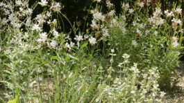 Gaura and Horehound 